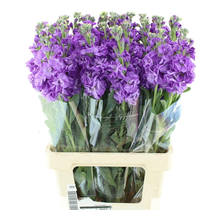 <h4>MATTH IRON PURPLE</h4>