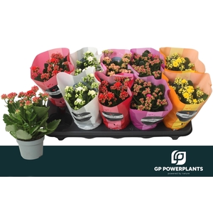 KAL GE PERF GEM 5 KL