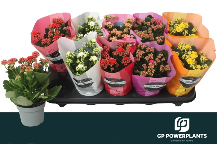 <h4>KAL GE PERF GEM 5 KL</h4>