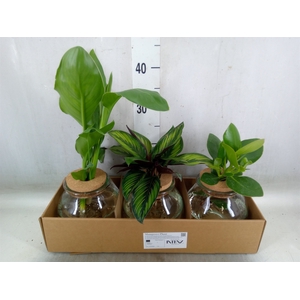 Planten  ..mix