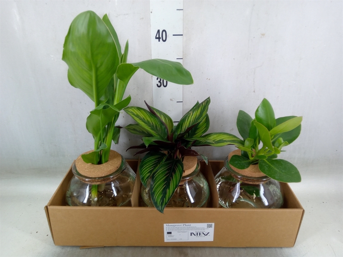 <h4>Planten  ..mix</h4>