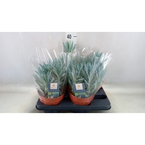 Curio ficoides 'Stelvio'