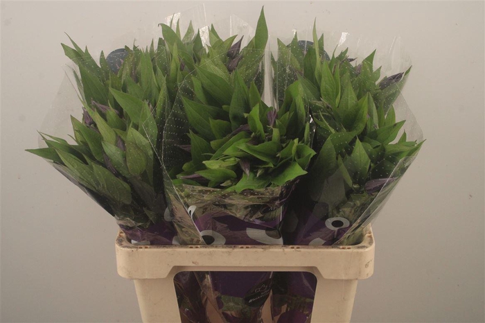 <h4>Clematis Amazing Oslo Dark Blue</h4>