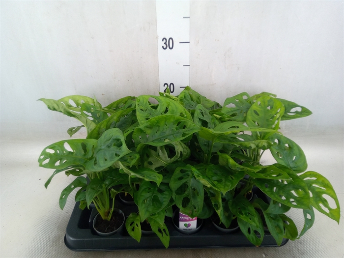 <h4>Monstera obliqua 'Monkey Mask'</h4>