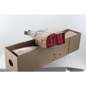 R Gr Tabatha 50cm Box Fu