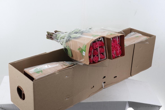 <h4>R Gr Tabatha 50cm Box Fu</h4>