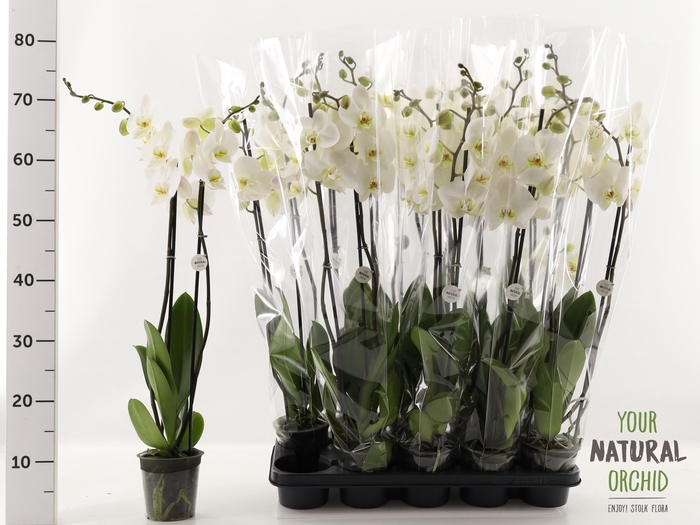 <h4>PHAL OV WIT</h4>