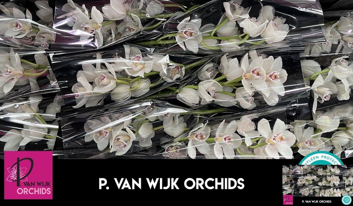 <h4>CYMB T CASCADE</h4>