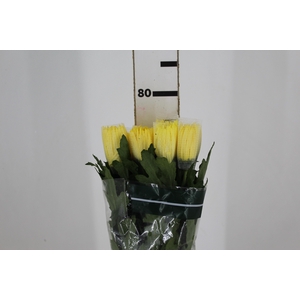 ANASTASIA SUNNY 080 CM AMARELO
