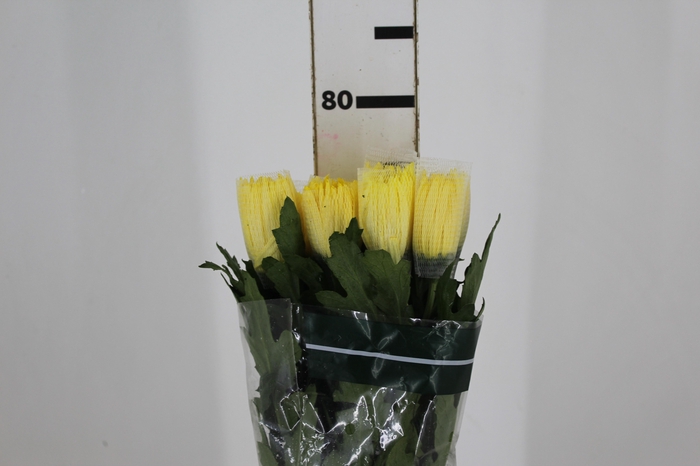 <h4>ANASTASIA SUNNY 080 CM AMARELO</h4>