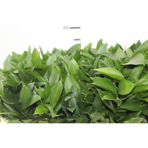 FOLHAGEM RUSCUS 050 CM