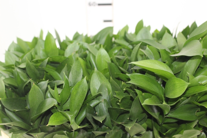 <h4>FOLHAGEM RUSCUS 050 CM</h4>