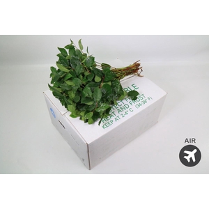 Salal Tips (air)