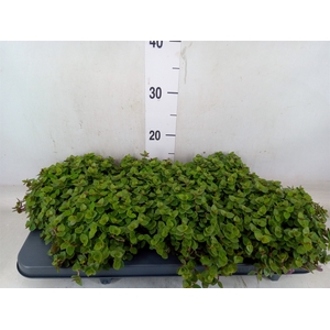 Callisia repens