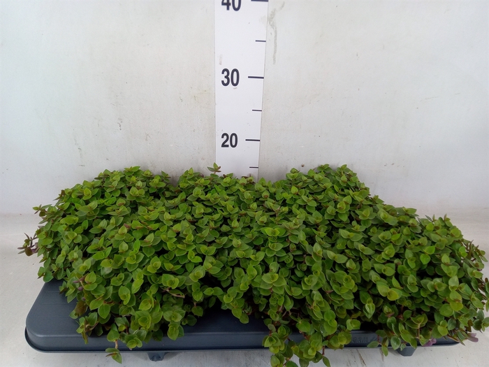 <h4>Callisia repens</h4>