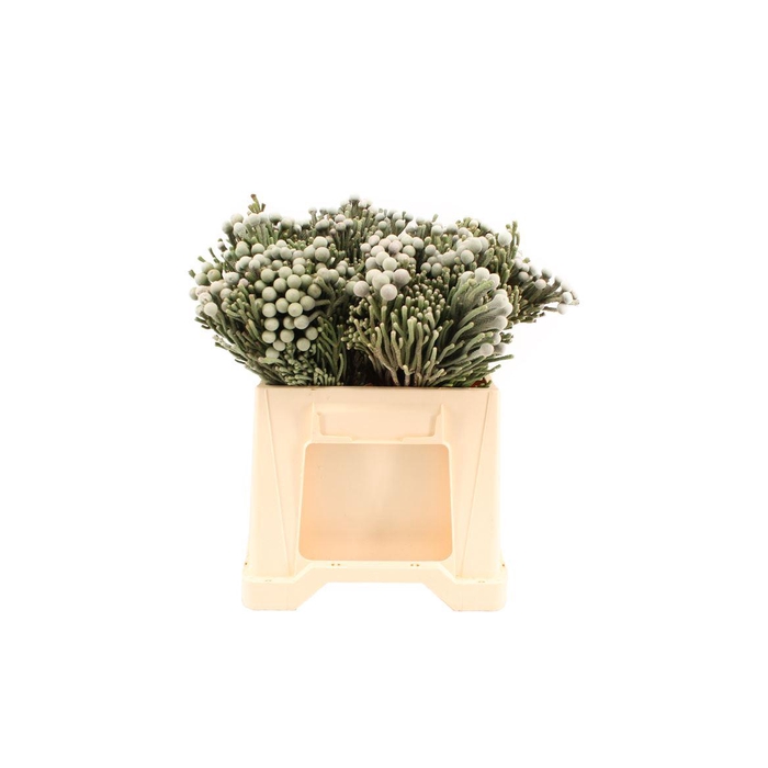 <h4>Kaaps Silver Brunia</h4>
