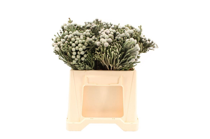 <h4>Brunia Leavis (silver Brunia)</h4>