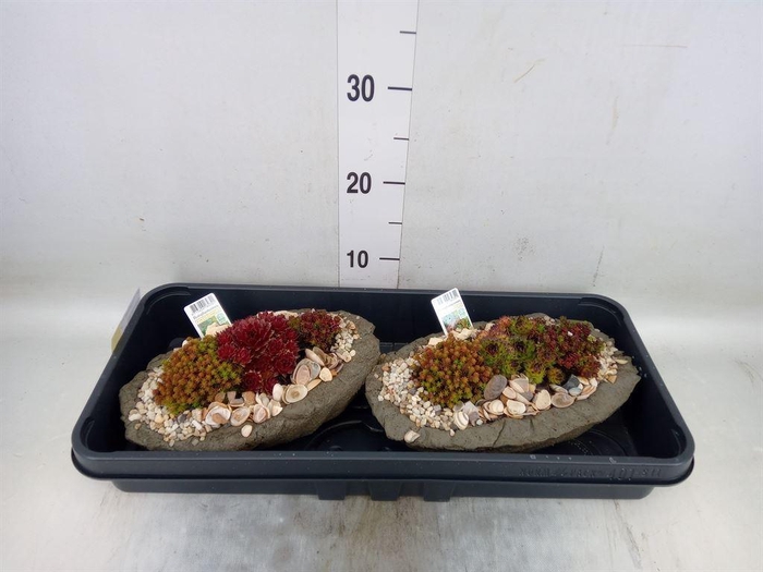 <h4>Arr.   Tuinplanten L%</h4>