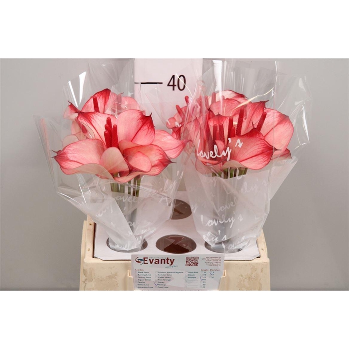 <h4>Anth Pr Ama Hot Lips 40 L35</h4>