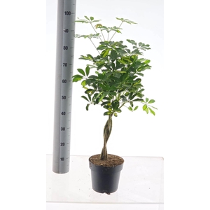 SCHEF AR GOLD CAPELL