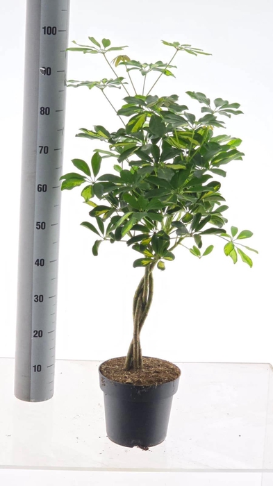 <h4>SCHEF AR GOLD CAPELL</h4>