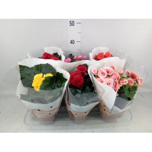 Begonia elat. DU   ...mix