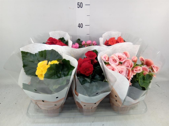 <h4>Begonia elat. DU ...mix</h4>
