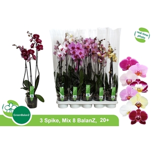 PHAL GEM 8 KL