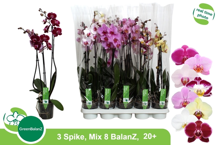 <h4>PHAL GEM 8 KL</h4>
