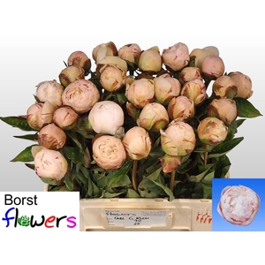 PAEONIA LACT. 'CARL G. KLEHM'