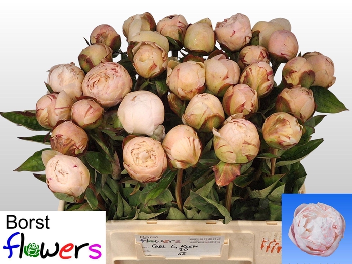 <h4>PAEONIA LACT. 'CARL G. KLEHM'</h4>