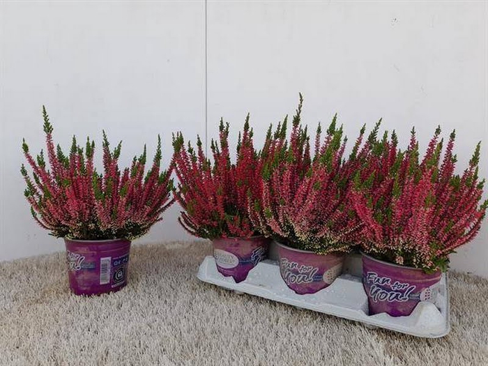 Calluna Safari