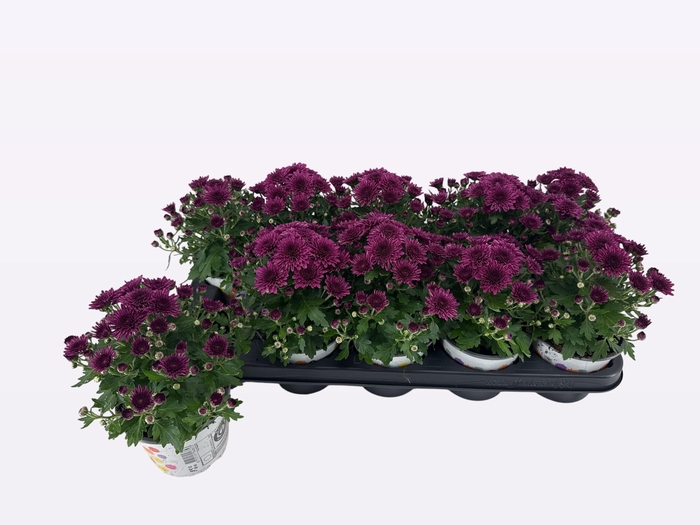 <h4>CHRY GARD DOU PURPLE</h4>
