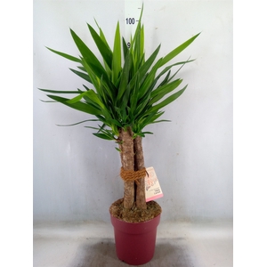 Yucca elephantipes   ...