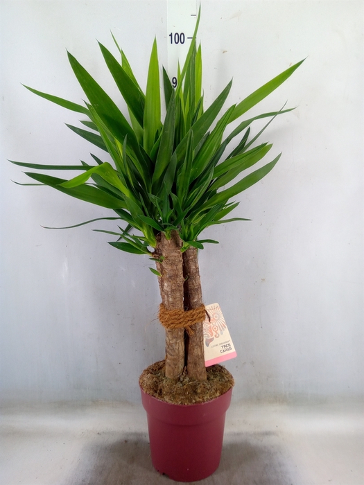 <h4>Yucca elephantipes   ...</h4>
