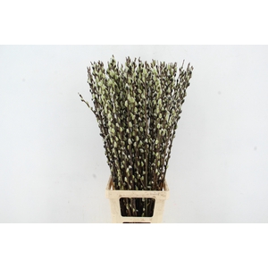 SALIX WILGENKATJES GREEN PER STEM 100CM