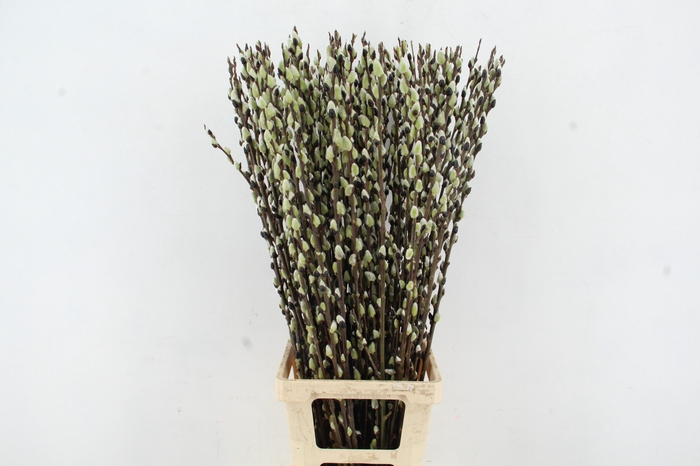 <h4>SALIX WILGENKATJES GREEN PER STEM 100CM</h4>