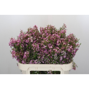 Chamelaucium Kerryn
