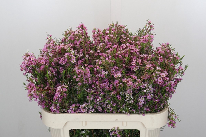 <h4>Chamelaucium Kerryn</h4>