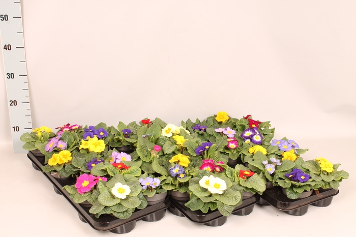 <h4>Primula acaulis Gemengd in kist</h4>