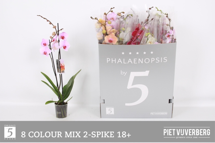 <h4>PHAL GEM 8 KL</h4>