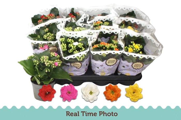 <h4>KAL GE GEM 5 KL</h4>