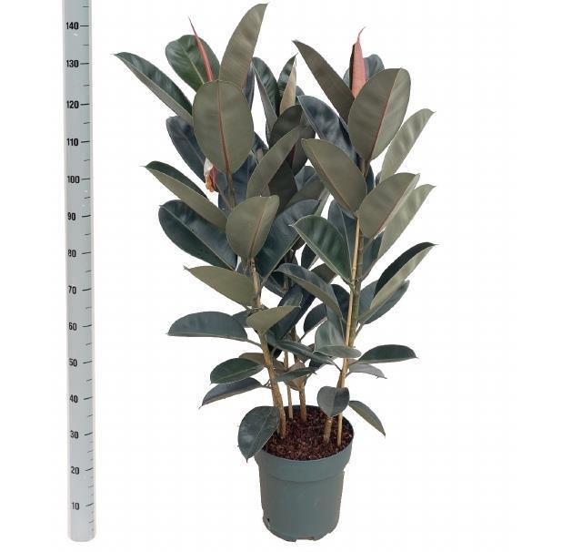 <h4>FIC EL ABIDJAN</h4>