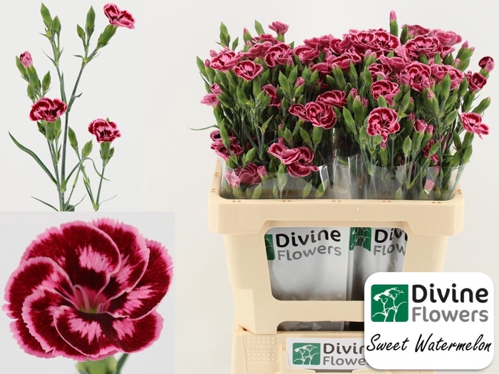 <h4>Di Tr Sweet Watermelon Divine</h4>