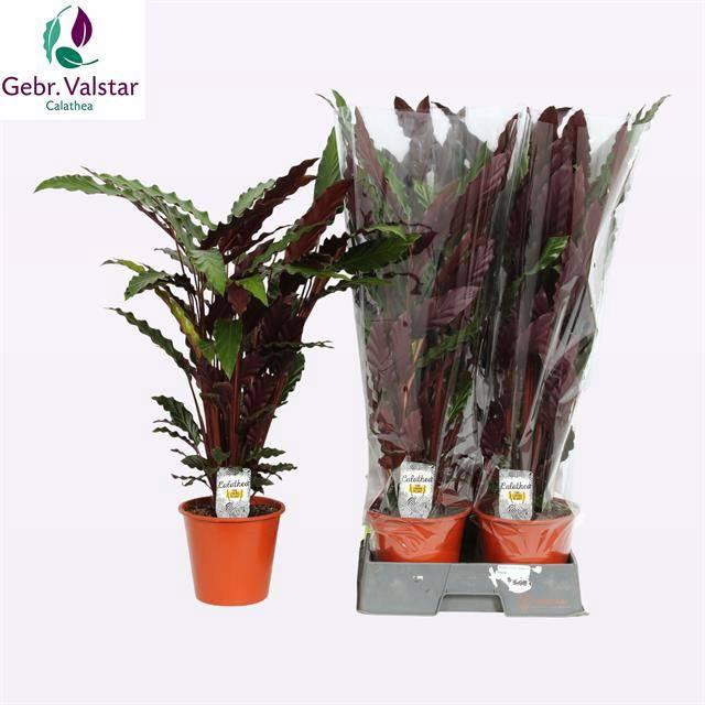 <h4>CALAT RUF WAVESTAR</h4>