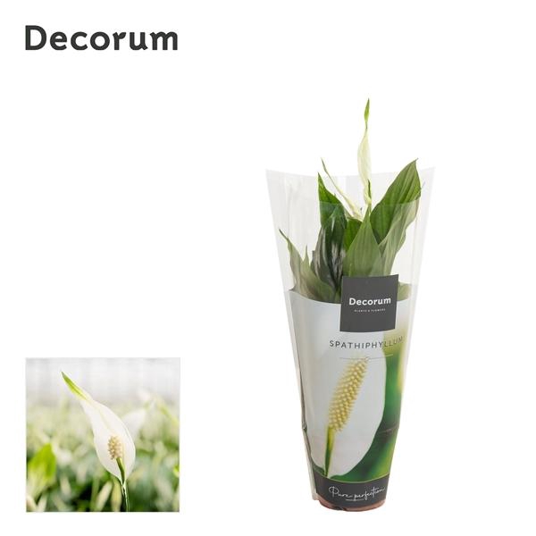 <h4>Spathiphyllum 'Chopin'</h4>