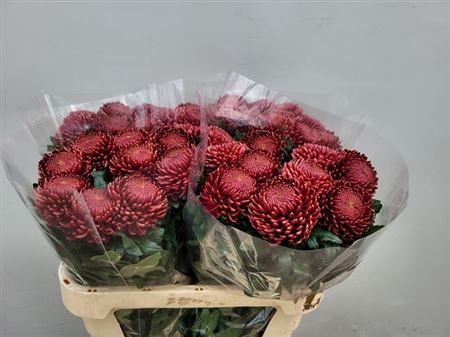 <h4>Chrysanthemum (Indicum Grp) geplozen 'Bigoudi Red'</h4>