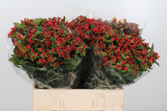 <h4>Hyp Mag Triumph</h4>