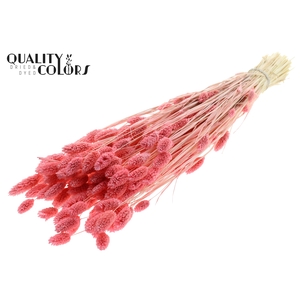 Phalaris per bunch Intense Pink