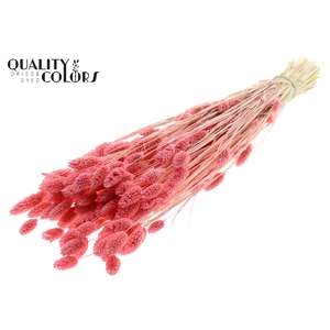 Phalaris per bunch Bleached Pink